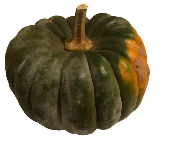 Produktfoto zu Kürbis Mini-Muskat