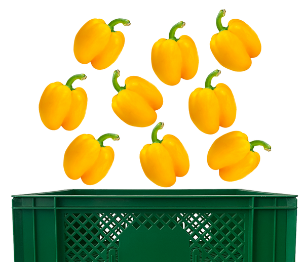 Produktfoto zu Paprika gelb Kiste 5 kg