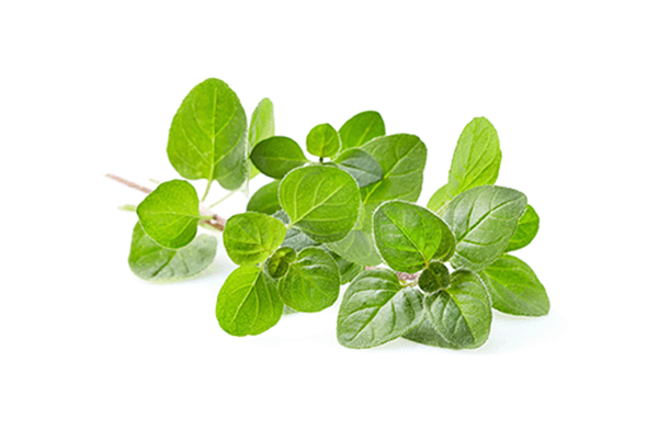 Produktfoto zu Kräuter - Oregano
