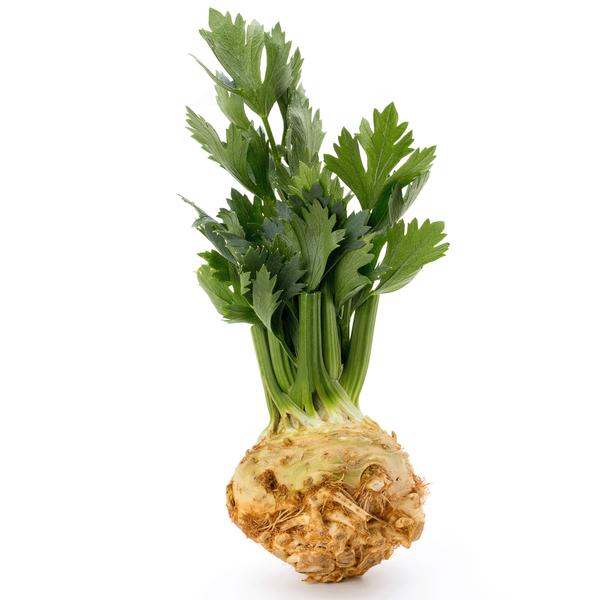 Produktfoto zu Knollensellerie mit Grün