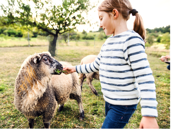 KI generiert: Ein Kind füttert ein Schaf mit Gras auf einer Wiese.
