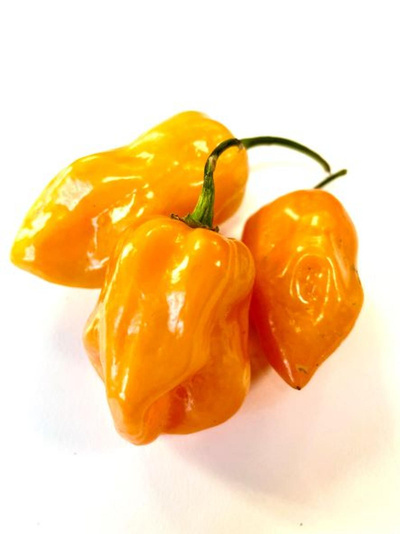 Produktfoto zu Chili Habanero Chili rot-grün 100g