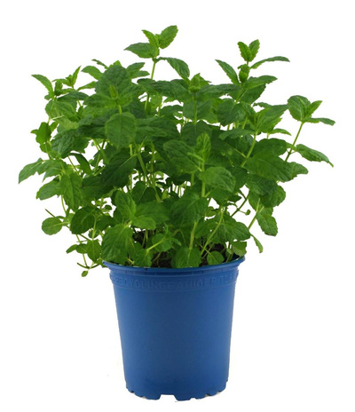 Produktfoto zu Kräutertopf Minze