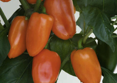 Produktfoto zu Chili Pepperoni rot 100g