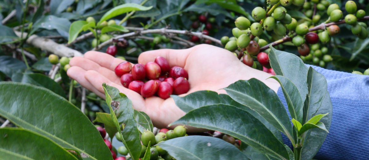 KI generiert: Eine Hand hält rote Kaffeekirschen inmitten von grünen Blättern und Zweigen.