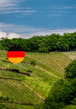 Produktfoto zu Unsere besten Weine aus Deutschland