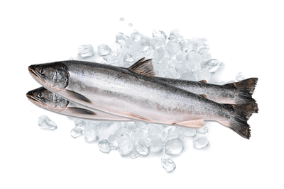 Produktfoto zu Frische Saiblinge, 2 Stück, ca 1,2kg