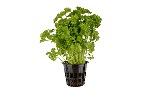 Produktfoto zu Kräutertopf Petersilie glatt