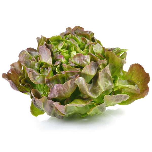 Produktfoto zu Salat - Eichblatt rot