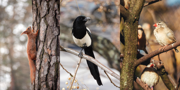 KI generiert: Ein Eichhörnchen, eine Elster und Zebrafinken auf Bäumen fotografiert.