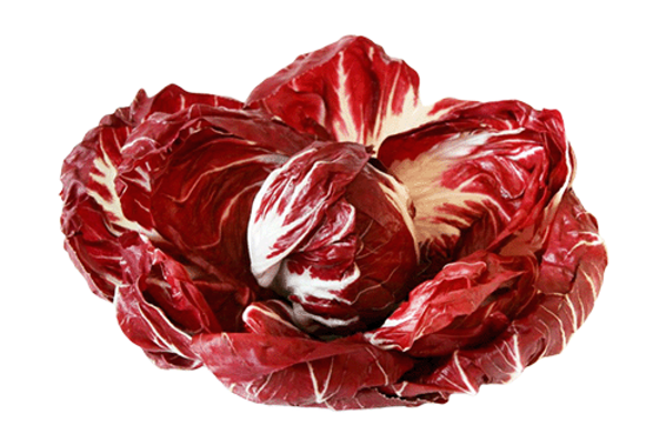 Produktfoto zu Salat - Radicchio