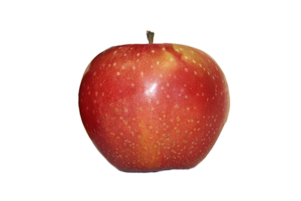 Produktfoto zu Apfel - Wellant