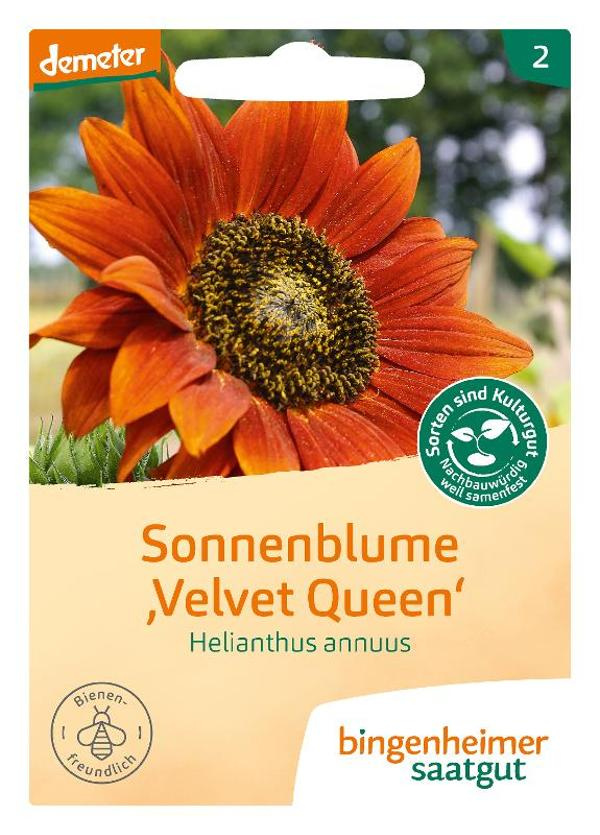 Produktfoto zu Saatgut Sonnenblume Velvet Q.