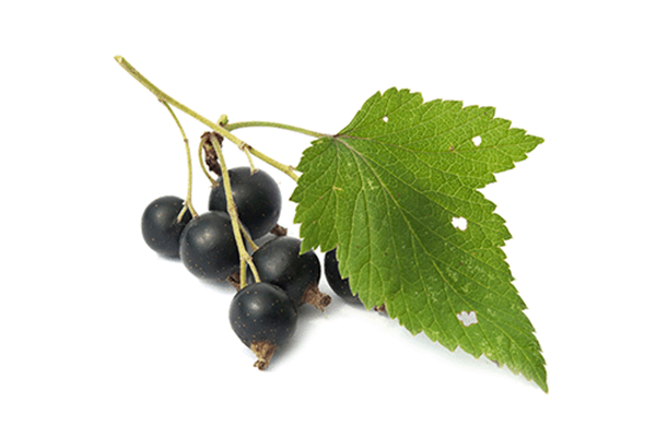 Produktfoto zu Johannisbeere schwarz 250g
