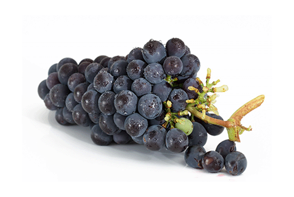 Produktfoto zu Trauben blau kernlos 500g