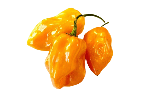Produktfoto zu Chili Habanero Chili rot-orange 100g