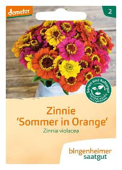 Produktfoto zu Saatgut Zinnie 'Sommer in Orange