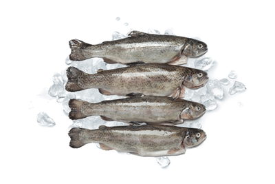 Produktfoto zu Frische Forelle, 2 Stück, ca 800g