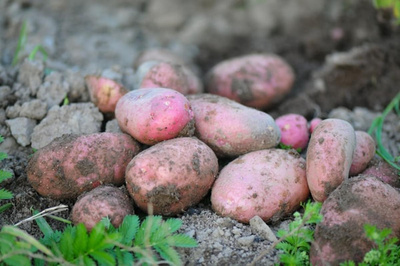 Produktfoto zu Kartoffeln vfk Laura rot