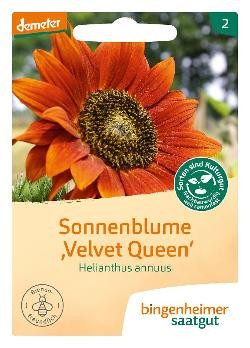 Produktfoto zu Saatgut Sonnenblume Velvet Q.