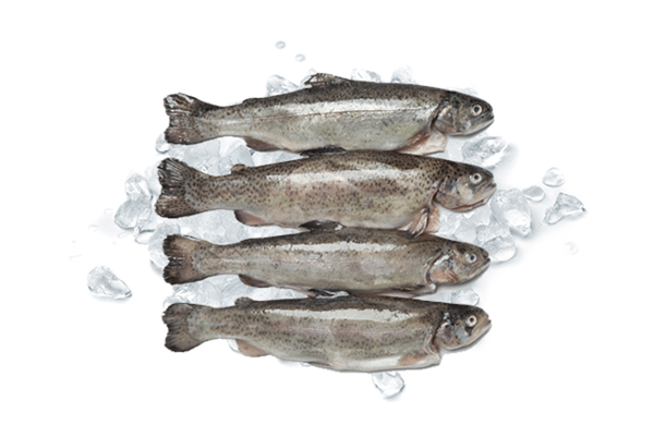 Produktfoto zu Frische Forelle, 2 Stück, ca 800g