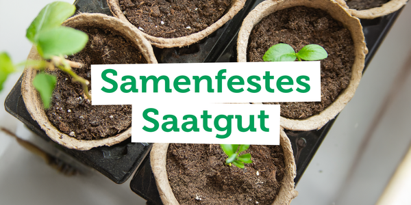 KI generiert: Mehrere Setzlinge in Anzuchttöpfen. Text: "Samenfestes Saatgut".