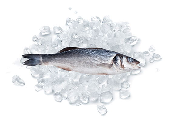 Produktfoto zu Wolfsbarsch, ganz, küchenfertig, 400g