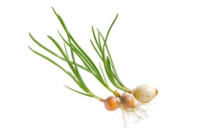 Produktfoto zu Gemüsezwiebel mit Grün (1 Stück)