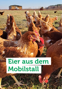 Produktfoto zu Was bedeutet eigentlich Mobilstallhaltung? Unser Eierlieferant Sebastian Klass klärt auf!