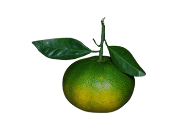Produktfoto zu Satsumas - grünlich - Saisonanfang