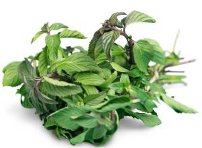 Produktfoto zu Kräuter - Pfefferminze