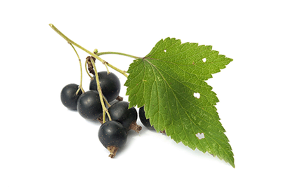Produktfoto zu Johannisbeere schwarz 250g