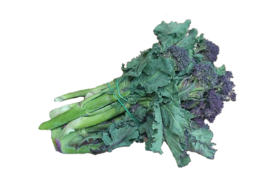 Produktfoto zu Sprossen Broccoli Viol. Bund