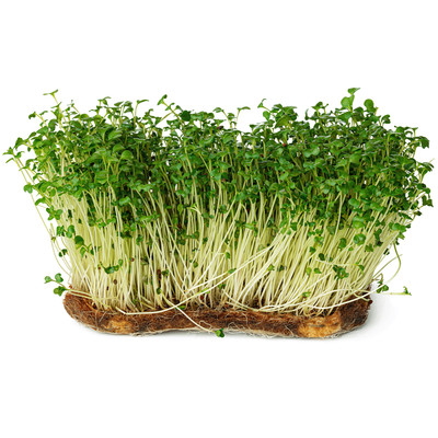 Produktfoto zu Kresse im Schälchen