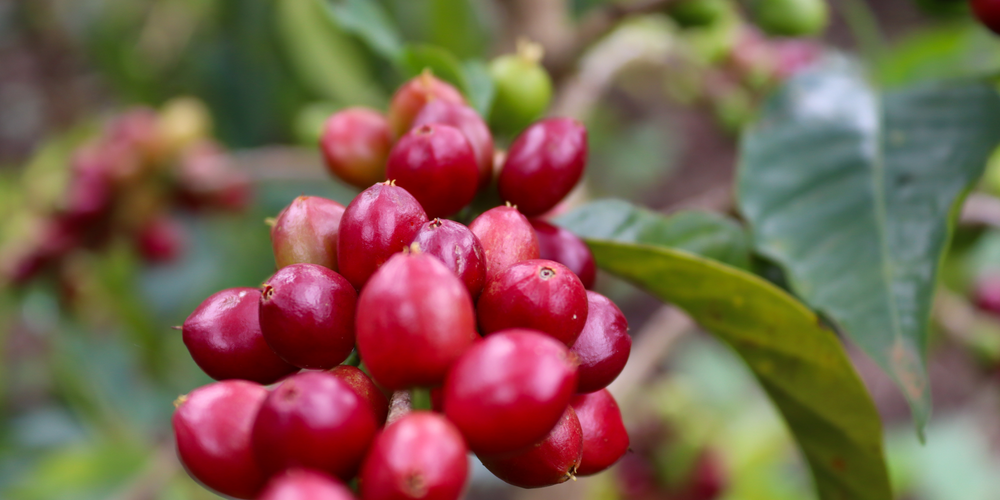 KI generiert: Rote Kaffeekirschen wachsen an einem Zweig mit grünen Blättern.