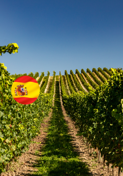 Produktfoto zu Unsere besten Weine aus Spanien