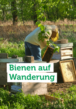 Produktfoto zu Unser regionaler Imker Olaf von beefriends bringt seine Bienenstöcke an verschiedene Orte im Süden von Berlin.