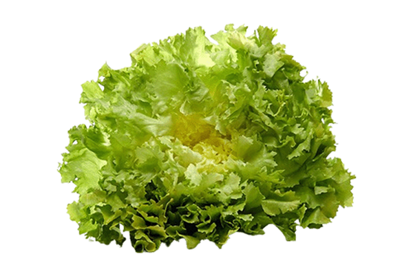 Produktfoto zu Salat - Endivie