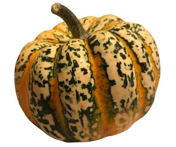 Produktfoto zu Kürbis Sweet Dumpling samenfest, grün gelb gestreifte und orangefarben