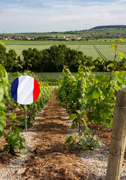 Produktfoto zu Unsere besten Weine aus Frankreich