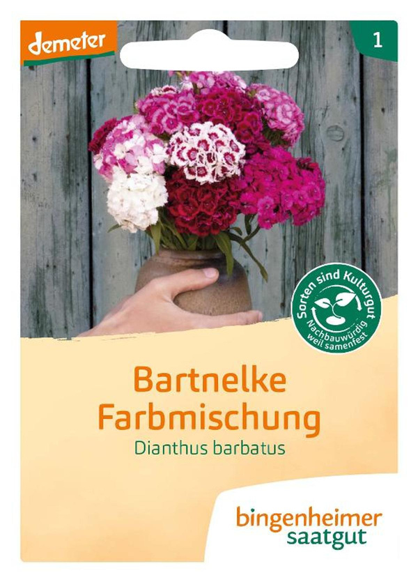 Produktfoto zu Saatgut Bartnelke
