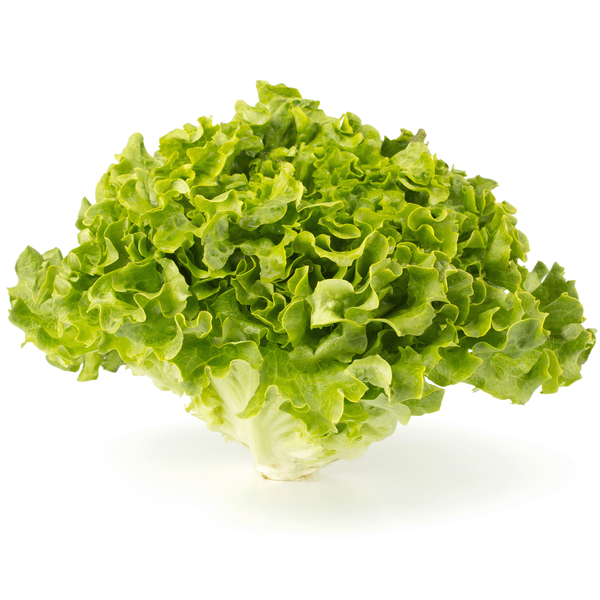 Produktfoto zu Salat - Batavia grün