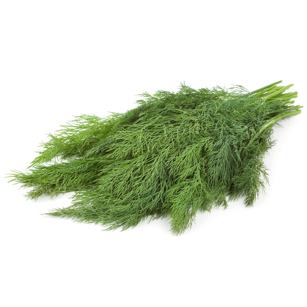 Produktfoto zu Kräuter - Dill