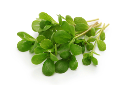 Produktfoto zu Salat - Postelein 125g Plastiktüte