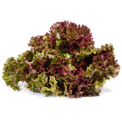 Produktfoto zu Salat - Batavia rot