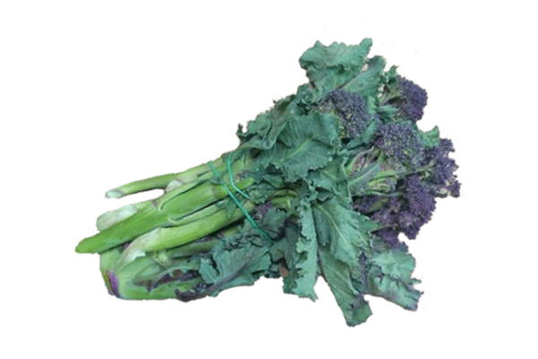 Produktfoto zu Sprossen Broccoli Viol. Bund