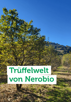 Produktfoto zu Ein Besuch bei einem Trüffelbetrieb in den italienischen Marken zeigt, wie viel Geduld und Erfahrung im Trüffelanbau steckt.